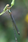 Chalcolestes viridis