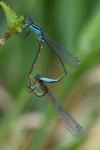 Ischnura elegans