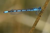 Enallagma cyathigerum