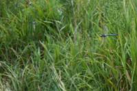 Anax imperator
