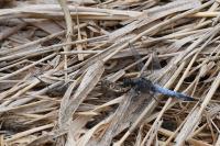 Orthetrum cancellatum