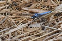 Orthetrum brunneum