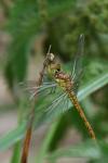 Sympetrum striolatum