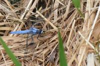 Orthetrum brunneum