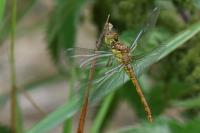 Sympetrum striolatum