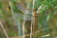 Sympetrum striolatum