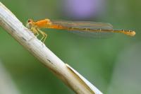 Ischnura pumilio
