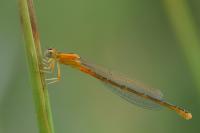 Ischnura pumilio