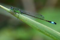 Ischnura elegans