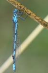 Enallagma cyathigerum
