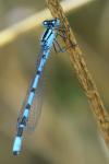 Enallagma cyathigerum