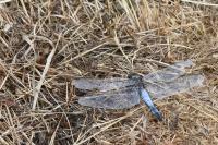 Orthetrum cancellatum