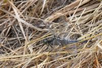 Orthetrum cancellatum