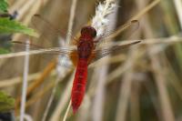 Crocothemis erythraea