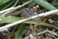 Crocothemis erythraea