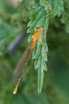 Ischnura pumilio
