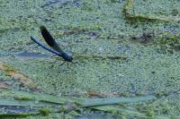Calopteryx splendens