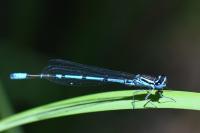 Coenagrion puella