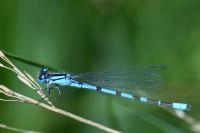 Enallagma cyathigerum