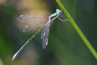 Lestes virens