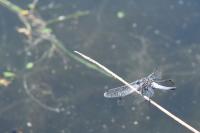 Orthetrum cancellatum