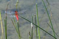 Crocothemis erythraea