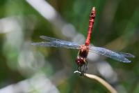 Sympetrum sanguineum