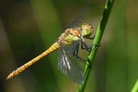 Sympetrum striolatum