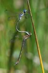 Lestes sponsa