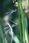 Lestes sponsa