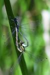Lestes sponsa