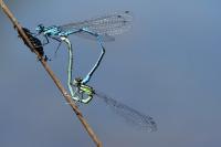 Coenagrion puella