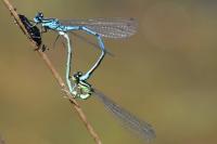 Coenagrion puella