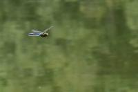 Anax imperator