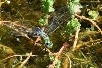 Anax imperator