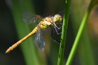 Sympetrum striolatum