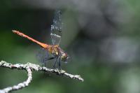 Sympetrum sanguineum