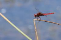 Crocothemis erythraea