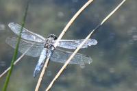 Orthetrum cancellatum