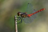 Sympetrum sanguineum
