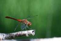 Sympetrum sanguineum