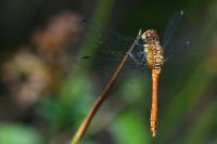 Sympetrum sanguineum
