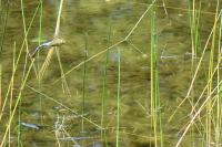 Anax imperator