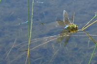 Anax imperator