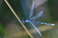 Enallagma cyathigerum