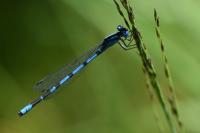 Enallagma cyathigerum