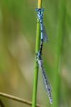 Enallagma cyathigerum