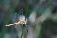 Sympetrum sanguineum