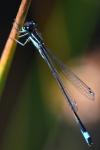 Ischnura elegans