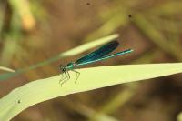 Calopteryx virgo